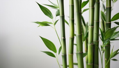  Tall, vibrant green bamboo stalks arranged vertically, with soft, curved leaves gently swayi