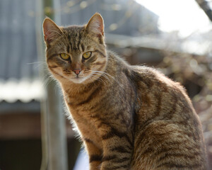 portrait of a cat in the yard