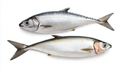 Fototapeta premium Two fish are shown side by side on a white background