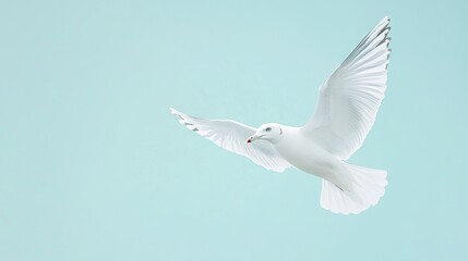 Fototapeta premium A white seagull in mid-flight, isolated on a solid light blue background. Its wings spread wide, creating a clean and minimalistic composition. --ar 16:9