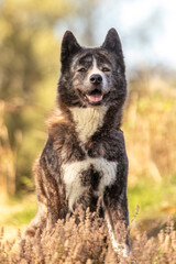 Portrait of an elderly female Akita dog in a garden in late summer outdoors