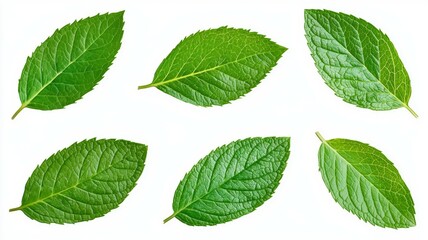 A close up of six green leaves
