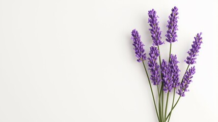 Naklejka premium A bunch of purple lavender flowers are arranged in a vase