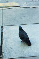 Photograph of pigeon on a sidewalk looking for food.