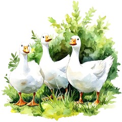 Three White Geese in the Grass, Watercolor Illustration.