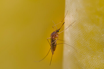 Mosquito perched on the bath curtain