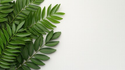 Fototapeta premium Green Leaves on White Background Natural Frame for Design