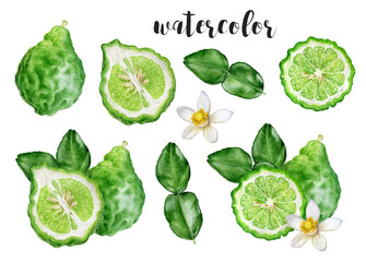 Hand-Painted Watercolor Bergamot Fruit Botanical Illustration