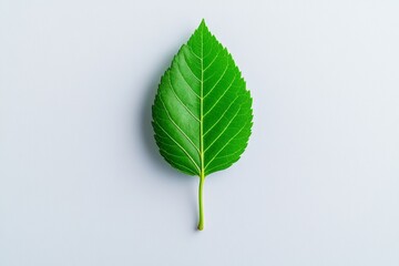 Fototapeta premium A minimalist image of a single leaf on a white background, symbolizing growth and renewal through lifelong learning