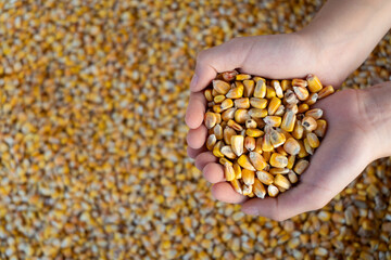 Dry corn kernels in hands