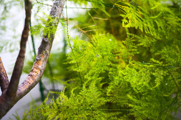 Leaf plant garden botanical nature with blurred background