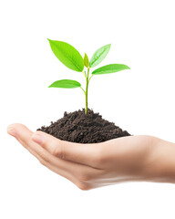 Young plant sprouting from hand, isolated on white background