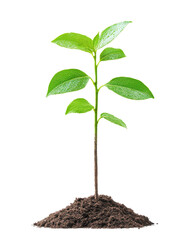 Small green plant sprouting from dark soil, white isolate background.