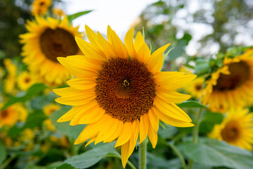 A bee rests in a sunflower