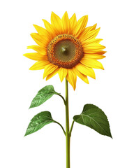 Obraz premium Bright sunflower with green leaves, white isolate background.