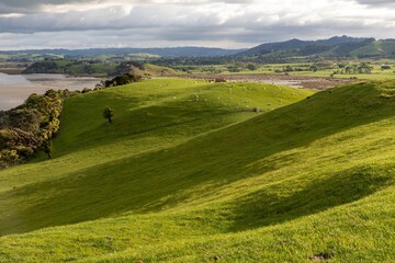 Fototapeta premium Rolling farm hills in Duder Regional Park, Auckland, New Zealand.
