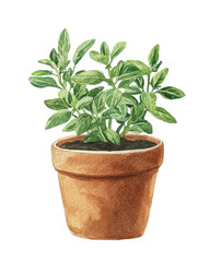 Obraz premium Potted green plant in a terracotta pot, white isolate background.