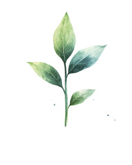 Fototapeta premium Green leaf branch, white isolate background