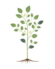 Naklejka premium Green plant with leaves and roots on white isolated background