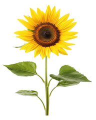 Sunflower with green leaves, white isolated background.