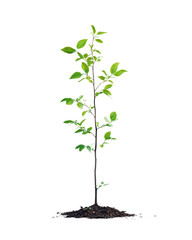 Young green plant, white isolate background