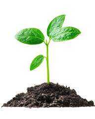 Young green plant sprouting from soil, white isolate background.