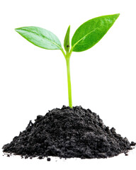 Small green plant growing from dark soil, white isolate background