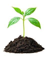 Green plant sprouting from rich soil, white isolated background.
