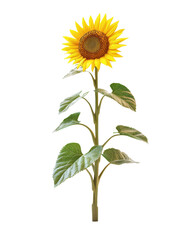 Bright sunflower on a white isolated background.