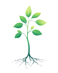 Illustration of a young green plant with roots and leaves.