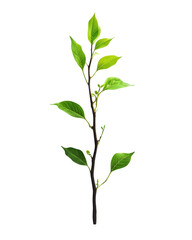 Green leafy branch, white isolate background