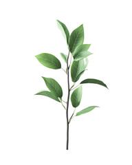Leafy branch, white isolate background.