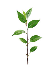 Green leaf branch isolated on a white background.