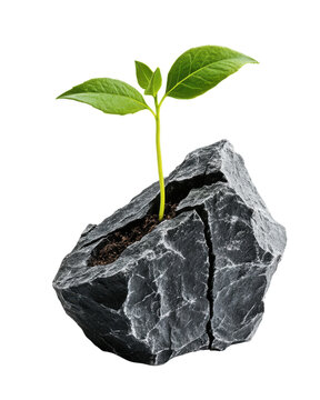 Green plant sprouting from a cracked stone on a white background