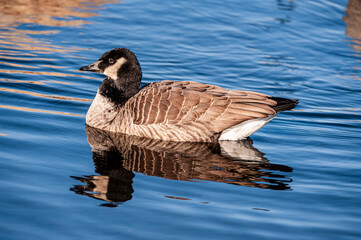 Cackling Goose (Branta hutchinsii) swimming in a pond.  This distinct species branched off from the Canada Goose species.