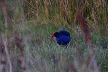 swamphen