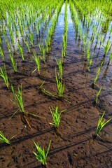 Fresh young rice plants growing in watery soil.