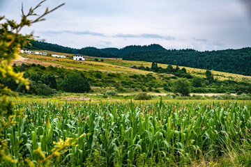 Beautiful scenery of a field with cornfields, nature and cabins in a quiet rural environment.