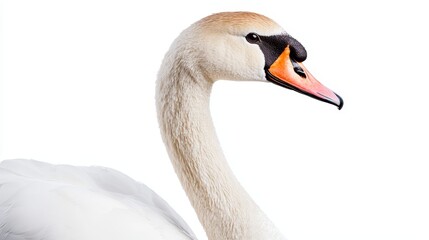 Fototapeta premium Elegant Swan on White Background - Close-Up of Graceful Bird with Orange Beak and White Feathers