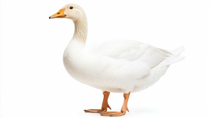 Obraz premium White Duck Standing on a Clean White Background in Studio Lighting - Perfect for Animal and Nature Themes