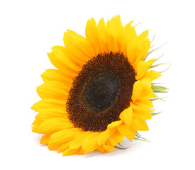 Fototapeta premium One beautiful sunflower with bright petals isolated on white