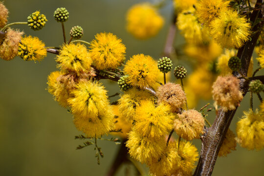 Rama con flor del espino (Vachellia caven), tambi&eacute;n llamado espinillo, aromo, aromito, caven o churki