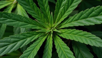 Overlapping marijuana leaves in a close-up shot