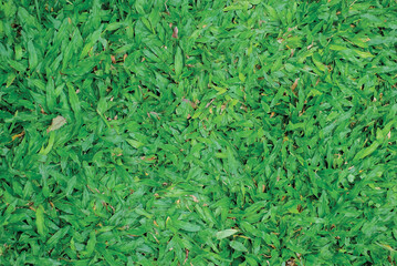 green grass texture,grass field