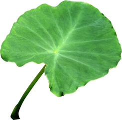 Fototapeta premium 토란 잎