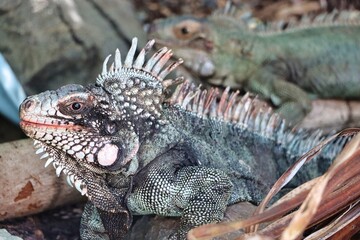 St. Thomas, United States Virgin Islands