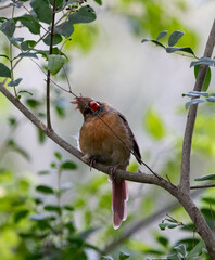 robin on a branch