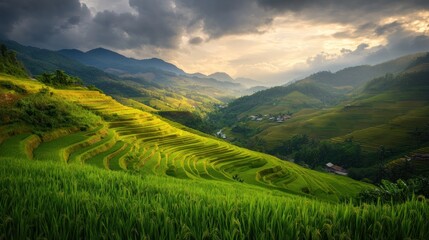 Obraz premium Rice Terraces in the Mountains