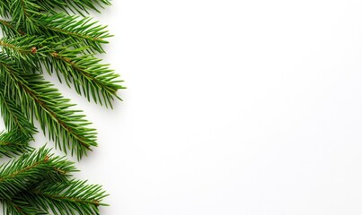 Spruce Branches Border on White Background