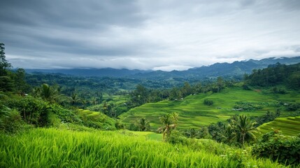 Fototapeta premium Rice Terraces in Lush Green Mountains